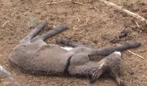  ITAPETINGA-BA: COM 200 JUMENTOS MORTOS POR MAUS-TRATOS, FAZENDA É INTERDITADA